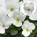 Afbeelding van Viola P9 kleinbloemig Deltini white